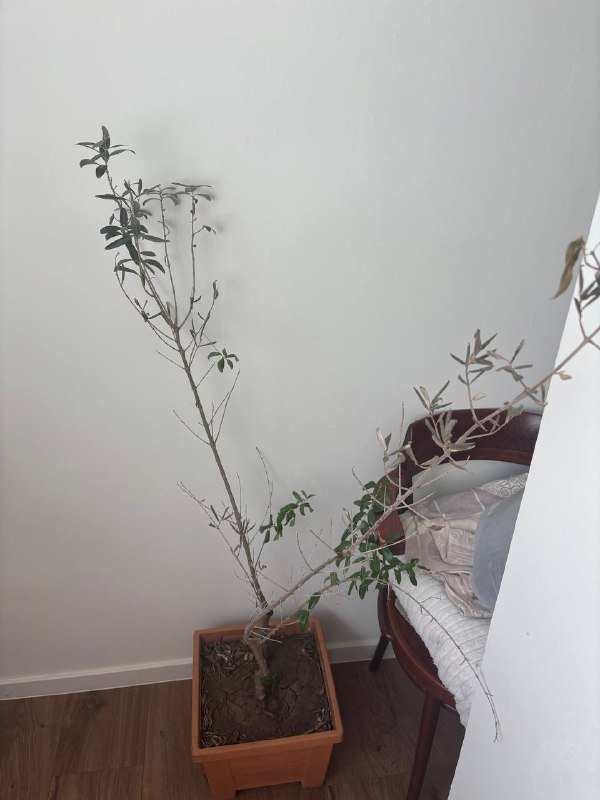 Цветы и горшки 2