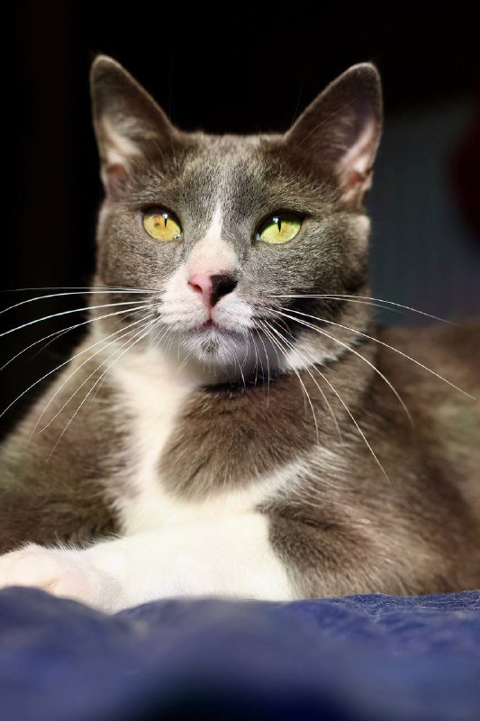 Кот Директор для дома и любви