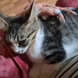 Котята в добрые руки 2