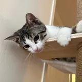 Котенок Тео 4