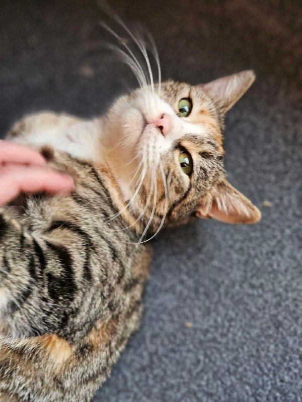 Кали трехцветная кошка для дома 5