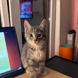 Котенок Луми 5