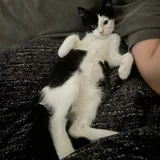 Котёнок Флеш 5