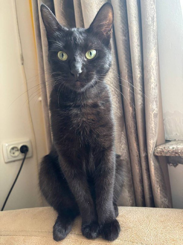 Кошка 7-8 месяцев в добрые руки 7