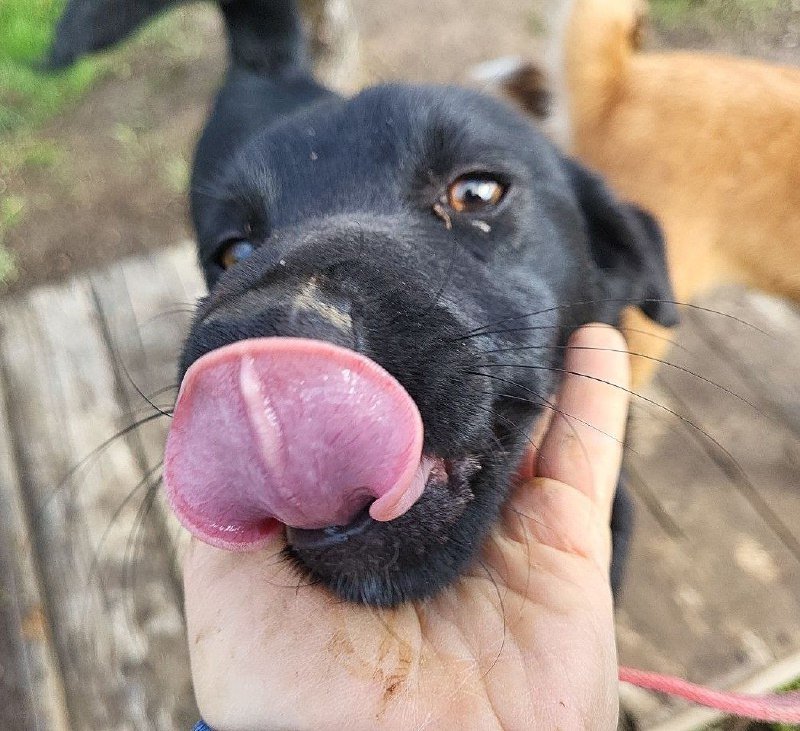 Мила собака для объятий