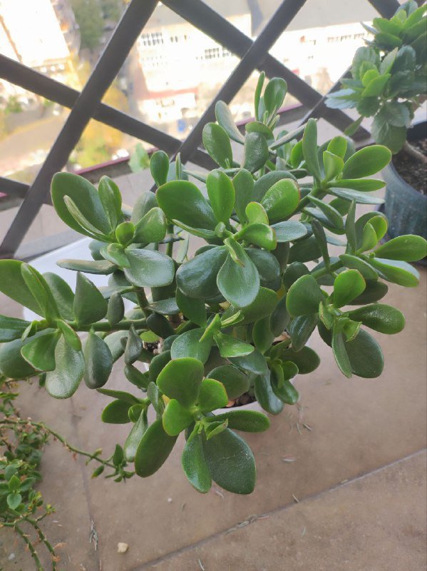 Драцены большая, с красным цветком, денежное дерево, авокадо, весенние цветы, живая ёлка 5