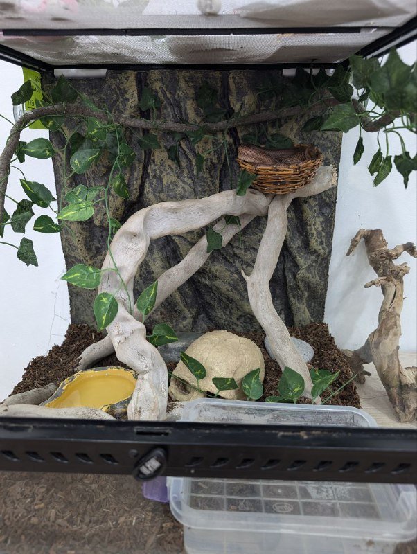 Маисовый полоз с террариумом и аксессуарами 7