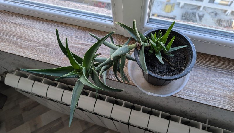 Алоэ Тигровый зуб 3