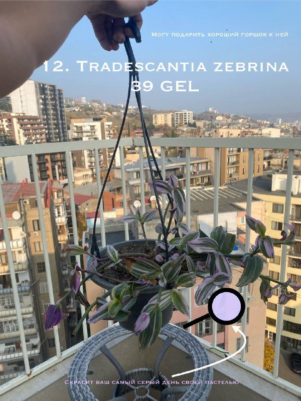 Цветы в горшках 4