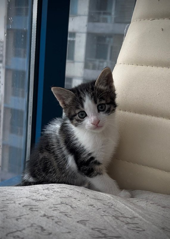 котята мальчик и девочка для ответственных родителей 8