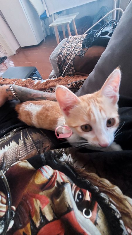 Котенок, кошка в добрые руки