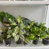 Комнатные растения, укоренённые черенки, детки растений 3