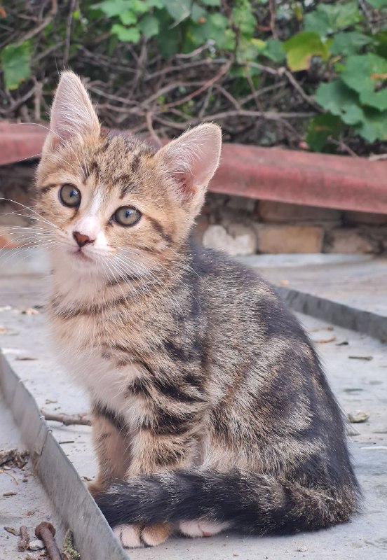 Котята ищут любящую семью