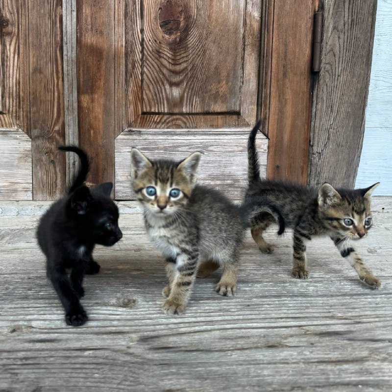 котята полосатые и чёрный 2