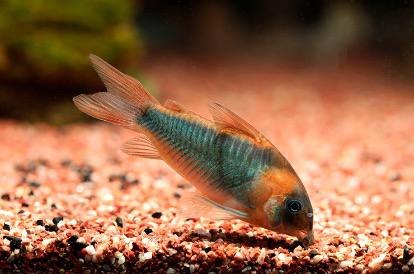 Неоны, Данио голубой, сомики-коридорасы, креветки 2