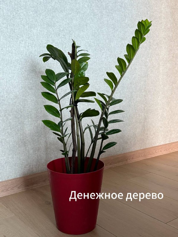 Денежное дерево, Спатифиллюм, Юкка, Авокадо, Лимон