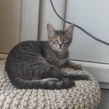 Кот мальчик 2