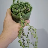 Oxalis, succulents, and houseplants 4