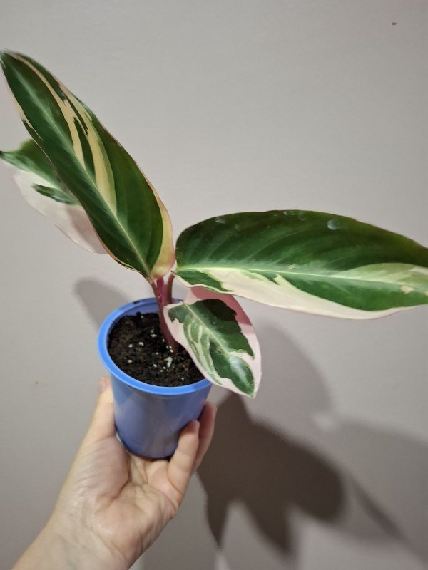 Строманты, Хлорофитум, Отросток монстеры, Молочай эуфорбия, Кампелия