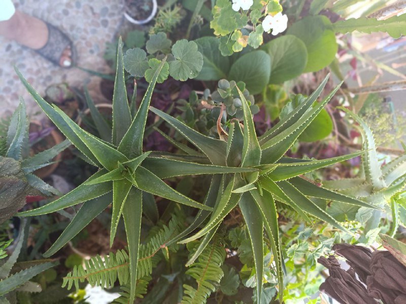 комнатные цветы 3