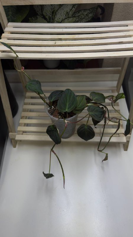 Collection of Philodendron and other plants 3