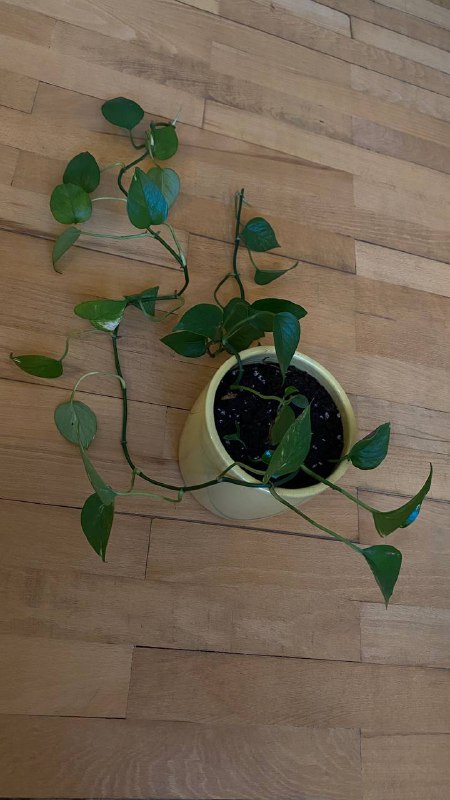 Продажа комнатных растений 3