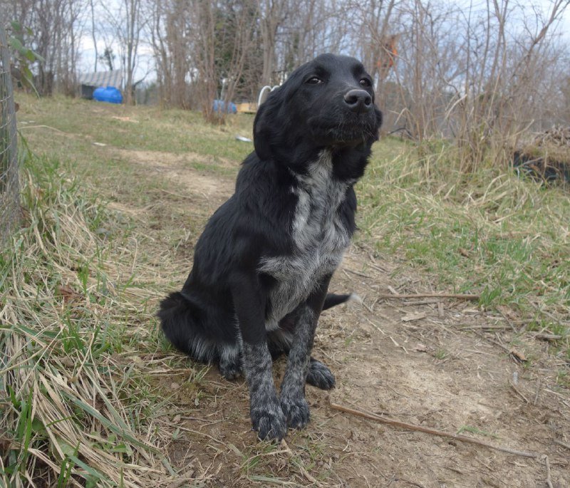 Щенок Стрелка