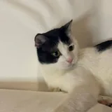 Кот Лапыч 1
