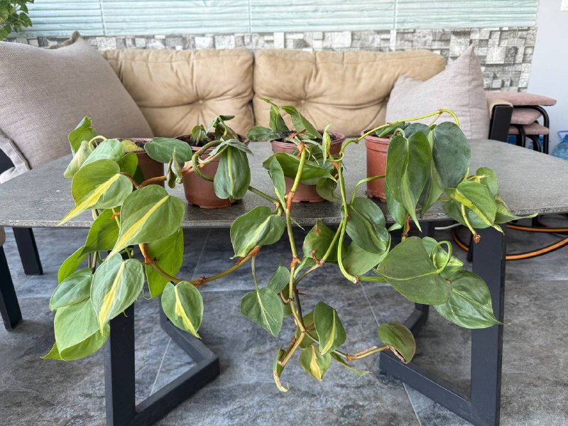 Алоказия крупнолистная, Папоротник, Эпипремниум 3