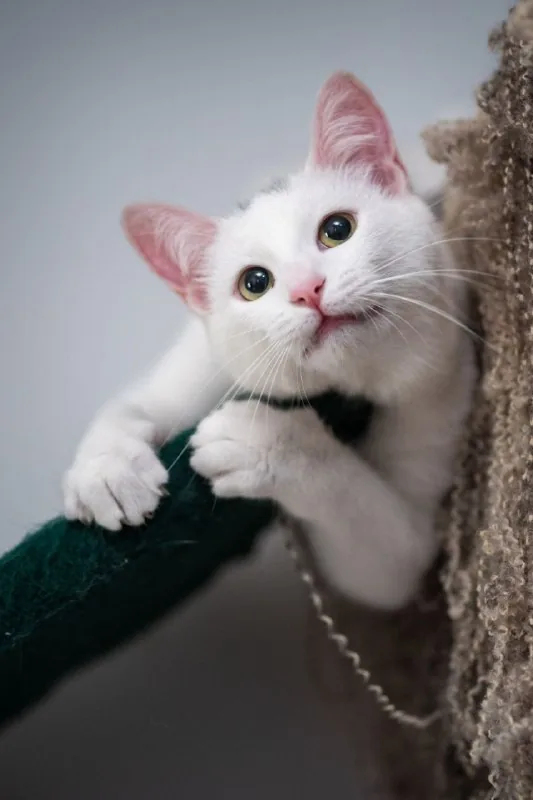 Кошечка Аляска 1