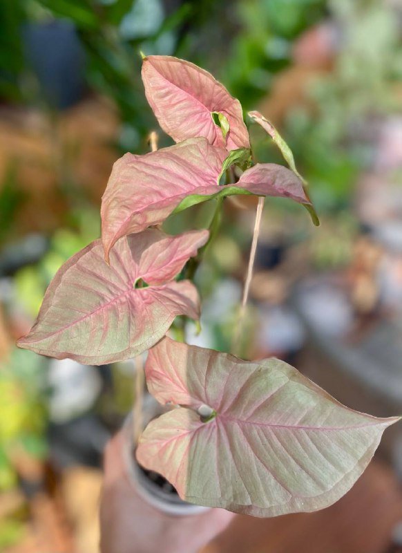 Розовое домашнее растение лиана сингоним пинк