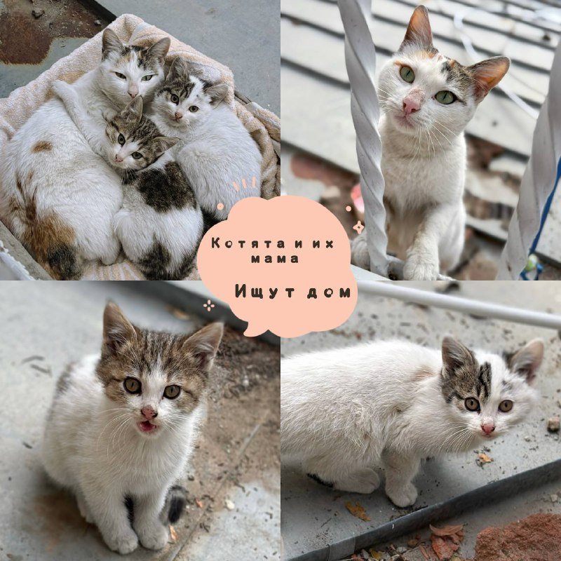 2 котёнка и их мама кошка ищут дом