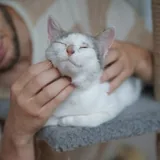 Кошка Принцесса 5