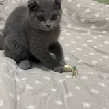 Шотландский вислоухий котенок 3