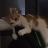 Котята 4
