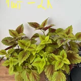 Комнатные растения, цветы 6