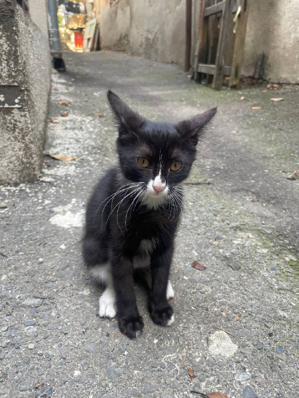 Котёнок девочка около трёх месяцев 3