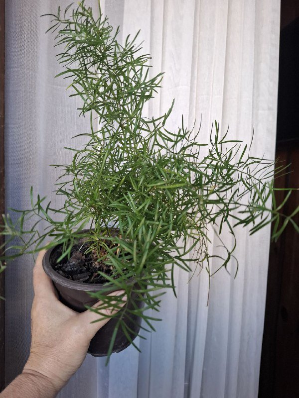 Сукуленты, филодендрон, хлорофитум, каланхоэ, папоротник, бананы 4