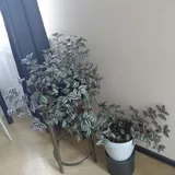Домашние цветы 6