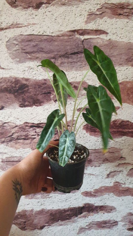 Монстера, Сциндапсус, Филодендрон, Алоказия, Розмарин, Лимон 4