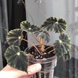 Бегония Mazae var. Nigricans 2