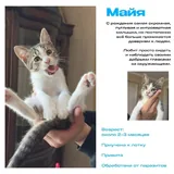 Котята 3