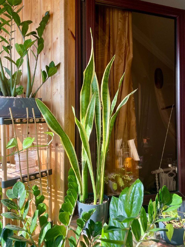 Сенсиверия взрослое крупное домашнее растение в горшке