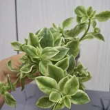 Суккуленты, монстера, калатея 4