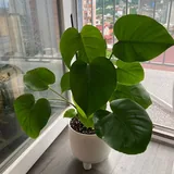 Комнатные цветы, растения 3