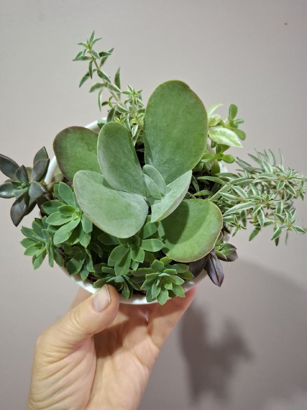 Минимонстера косая, большая монстера, маранта, суккуленты, бегония, сингониумы, папоротник 3