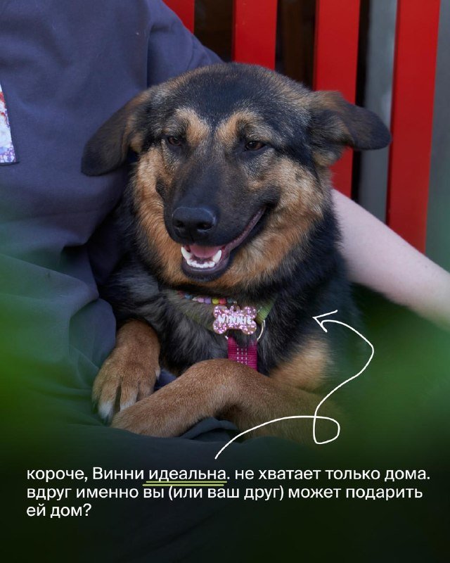 Винни, собака ищет дом 8