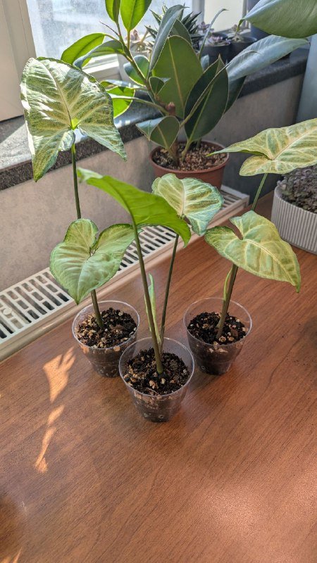 Сингониум, эпипремнум, бегония