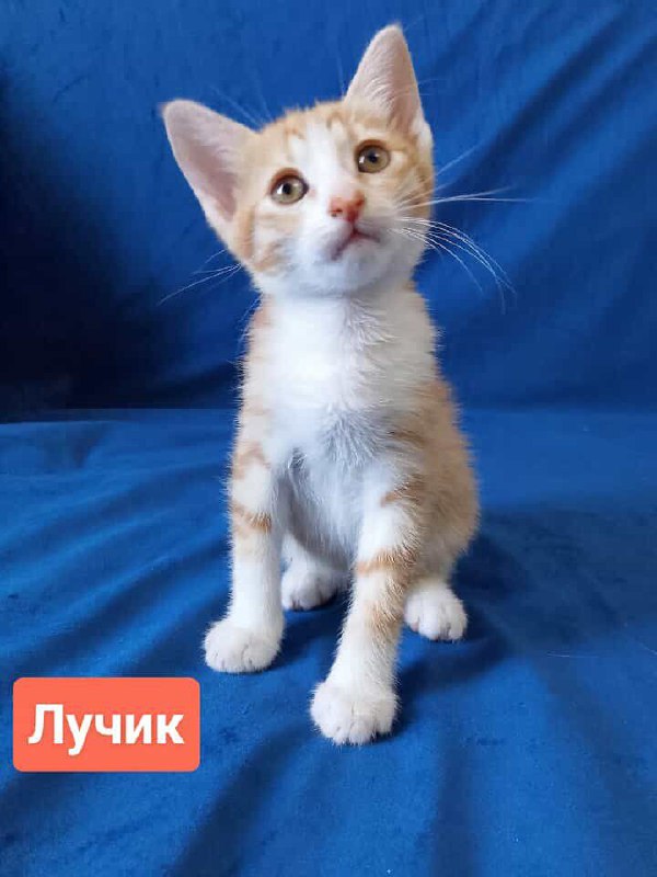 два котенка рыжика Лучик и Бенечка