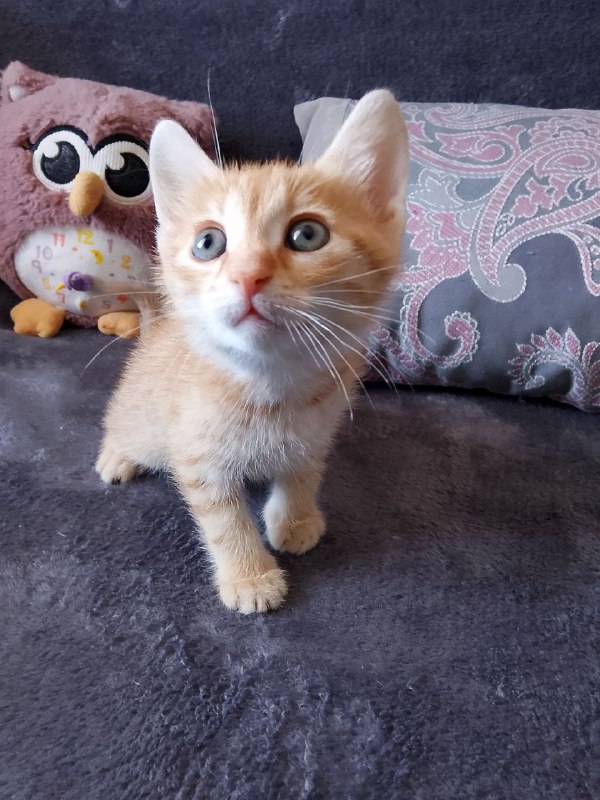 Котёнок Рыжик ищет дом 4